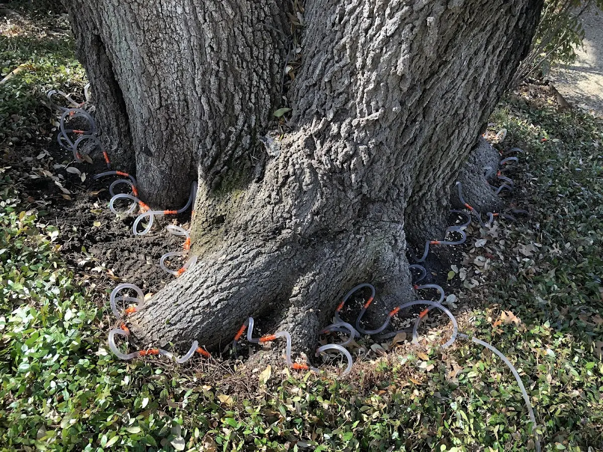 Detailed Tree Cabling and Bracing job site in Bartlesville