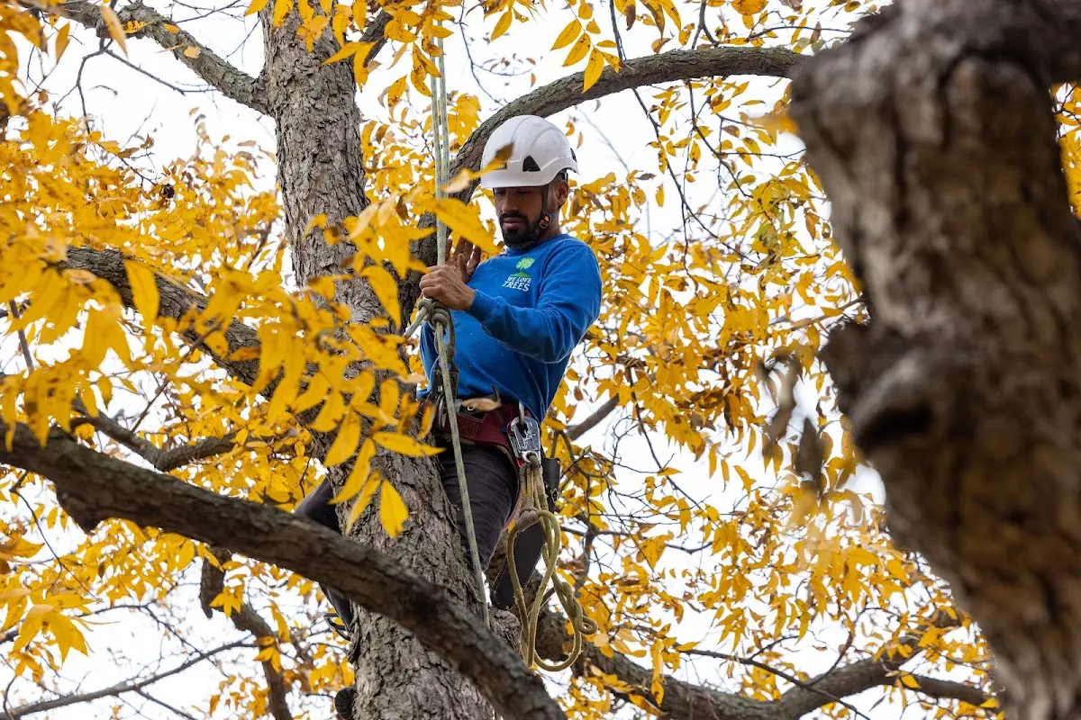 Skilled Tree Pruning crew working in Bartlesville